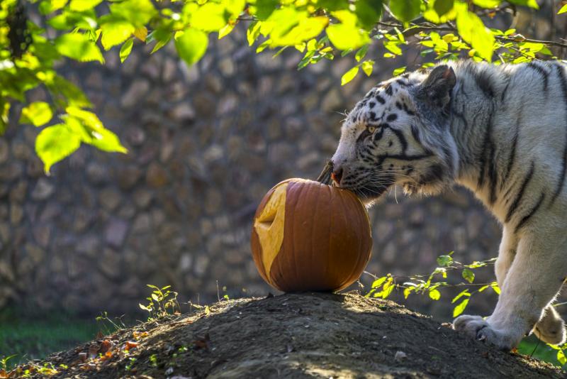 Halloween a Nyíregyházi Állatparkban