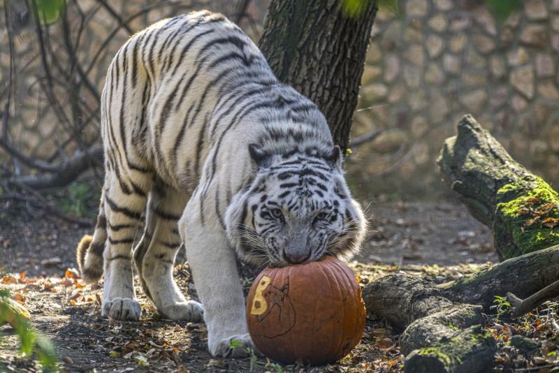 Halloween a Nyíregyházi Állatparkban