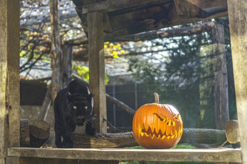 Halloween a Nyíregyházi Állatparkban