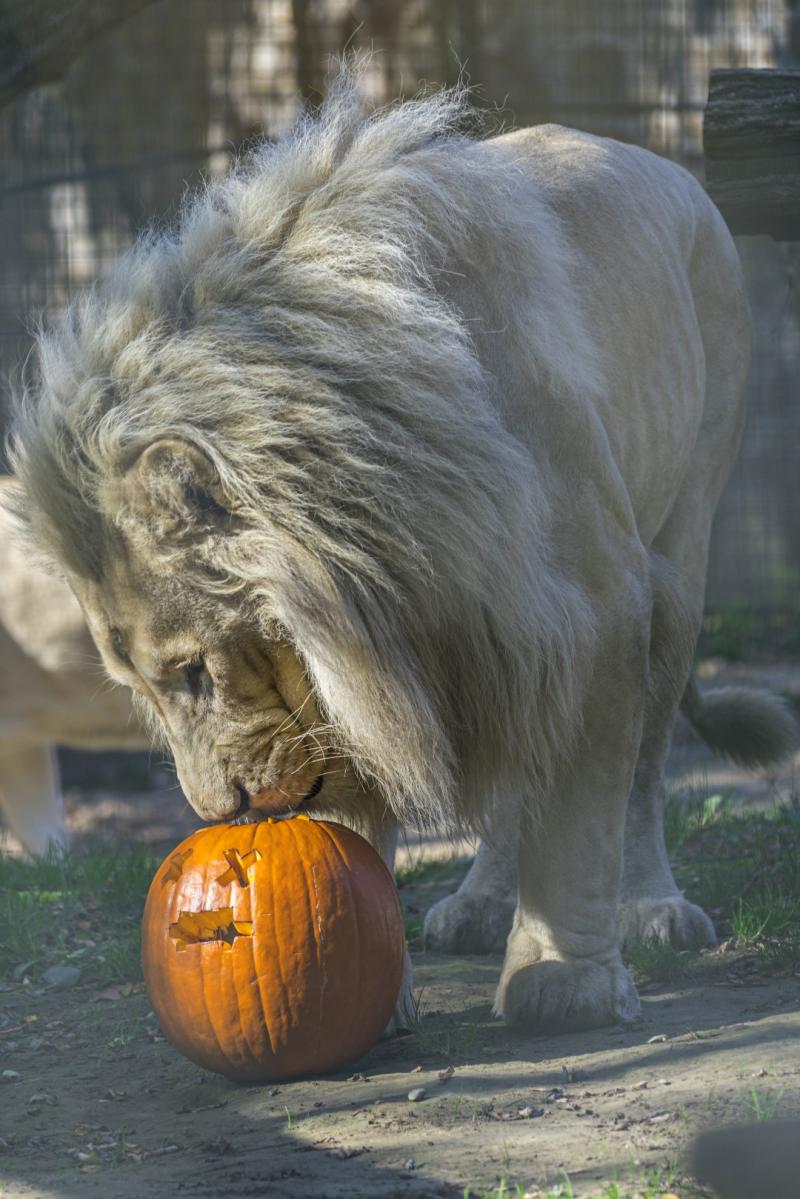 Halloween a Nyíregyházi Állatparkban