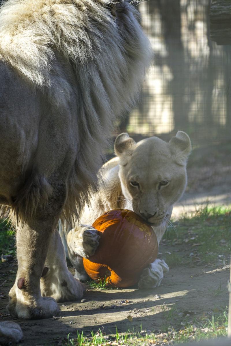 Halloween a Nyíregyházi Állatparkban