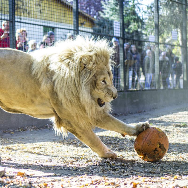 Halloween a Nyíregyházi Állatparkban