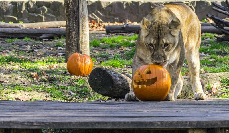 Halloween a Nyíregyházi Állatparkban