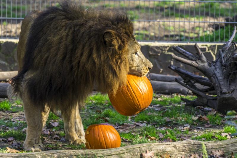 Halloween a Nyíregyházi Állatparkban