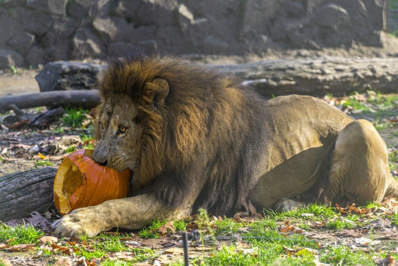 Halloween a Nyíregyházi Állatparkban