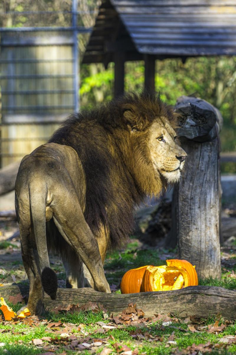 Halloween a Nyíregyházi Állatparkban