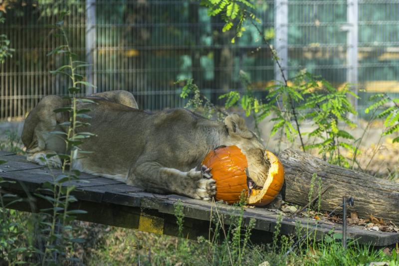 Halloween a Nyíregyházi Állatparkban