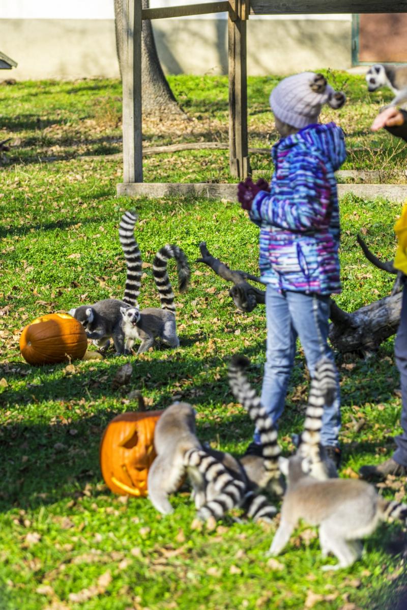 Halloween a Nyíregyházi Állatparkban