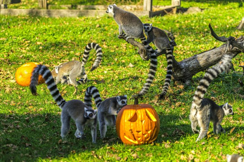 Halloween a Nyíregyházi Állatparkban