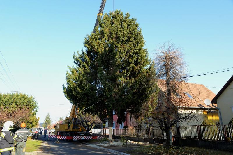 Helyére került a karácsonyfa a Kossuth téren