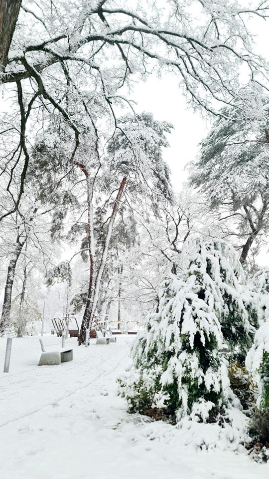 Hófedte Nyíregyháza