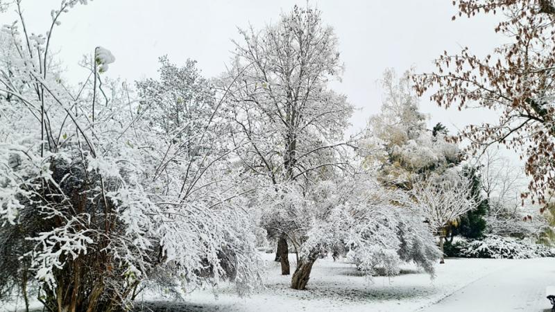 Hófedte Nyíregyháza