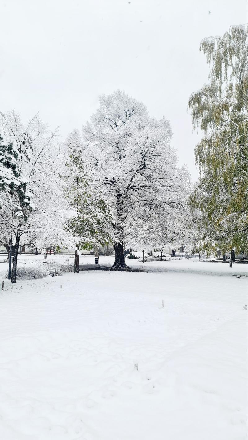 Hófedte Nyíregyháza