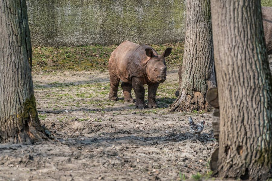 Így telnek az indiai páncélos rinocérosz bébi mindennapjai