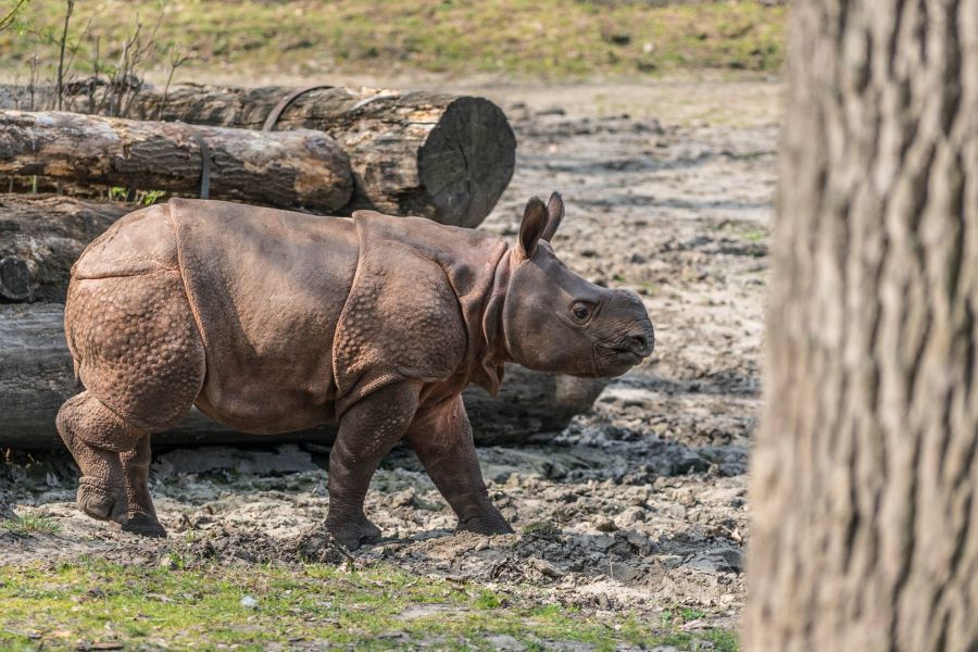 Így telnek az indiai páncélos rinocérosz bébi mindennapjai