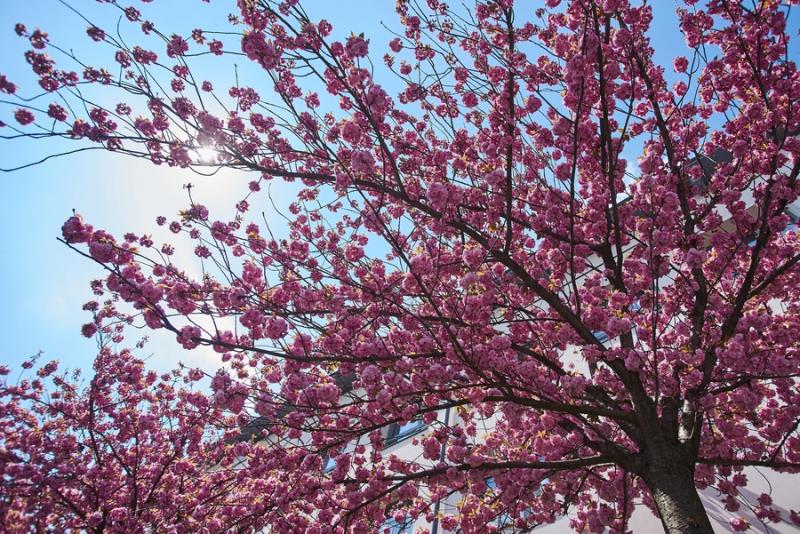 Japán cseresznyefa virágzás