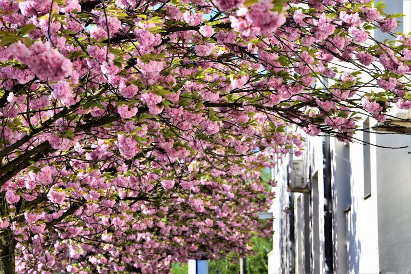 Japán díszcseresznye virágzás a belvárosban