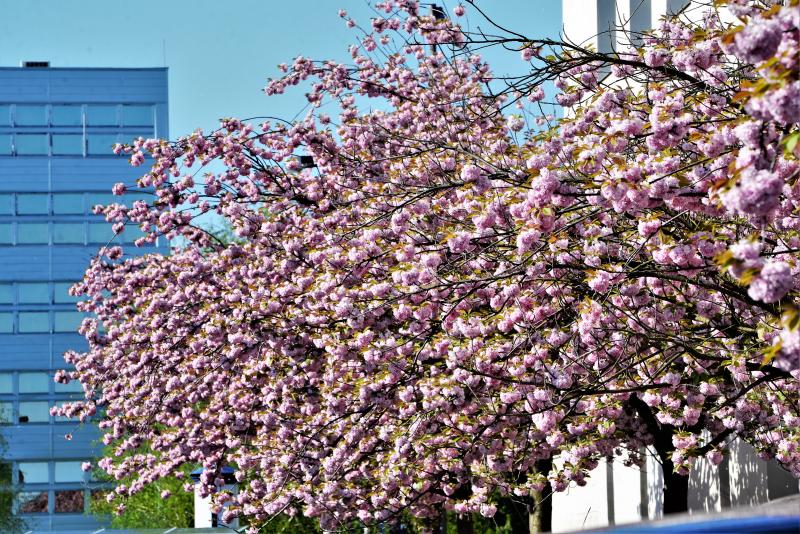 Japán díszcseresznye virágzás a belvárosban