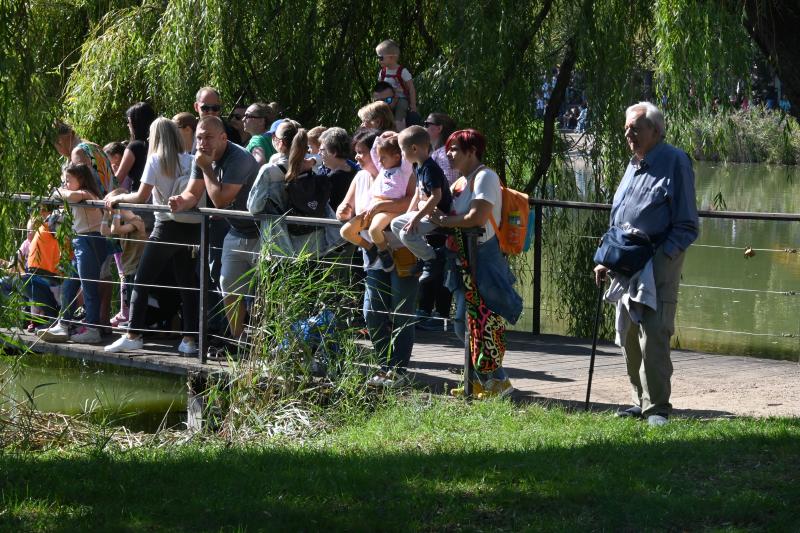 Jótékonysági kacsa úsztatás Sóstón