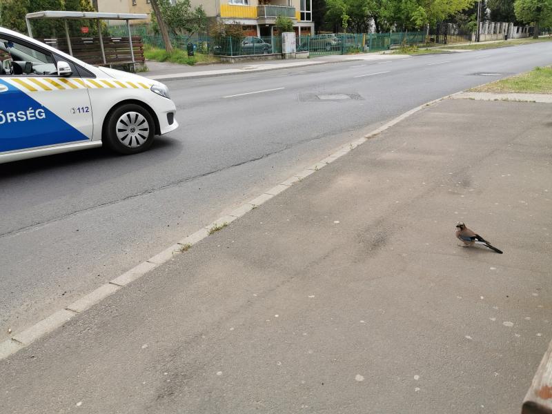 Kismadár a buszmegállóban