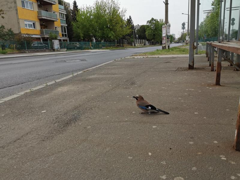 Kismadár a buszmegállóban