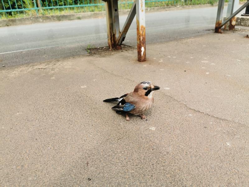 Kismadár a buszmegállóban