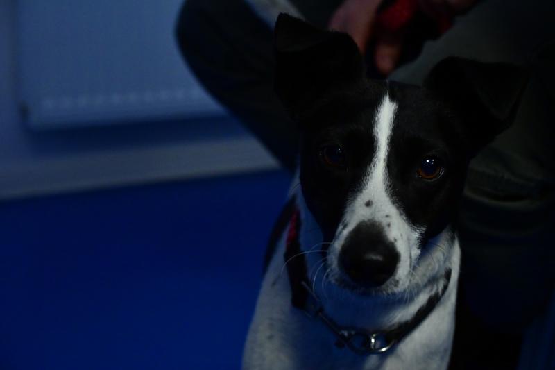 Kutyázz Nyíregyháza! - előadás a kulturális központban