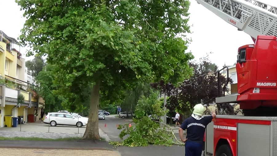 Lehasadt egy platánfa ága a Lengyel utcán