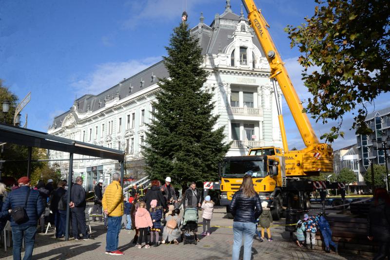 Megérkezett a város karácsonyfája a Kossuth térre