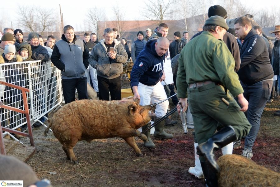 Megkezdődött a Disznótoros Fesztivál