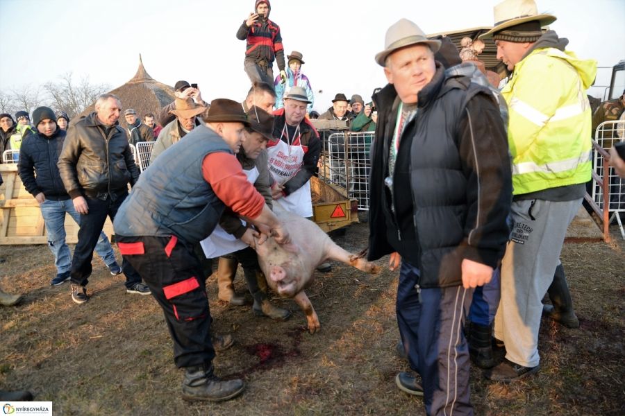 Megkezdődött a Disznótoros Fesztivál