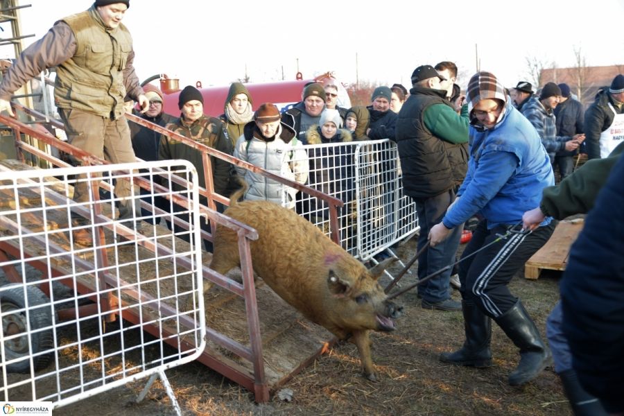 Megkezdődött a Disznótoros Fesztivál