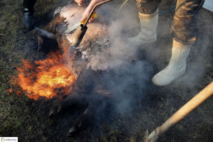 Megkezdődött a Disznótoros Fesztivál