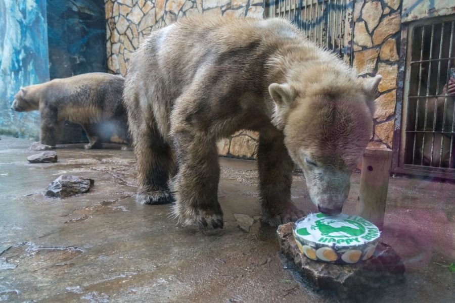 Nemzetközi Medve Nap a Nyíregyházi Állatparkban