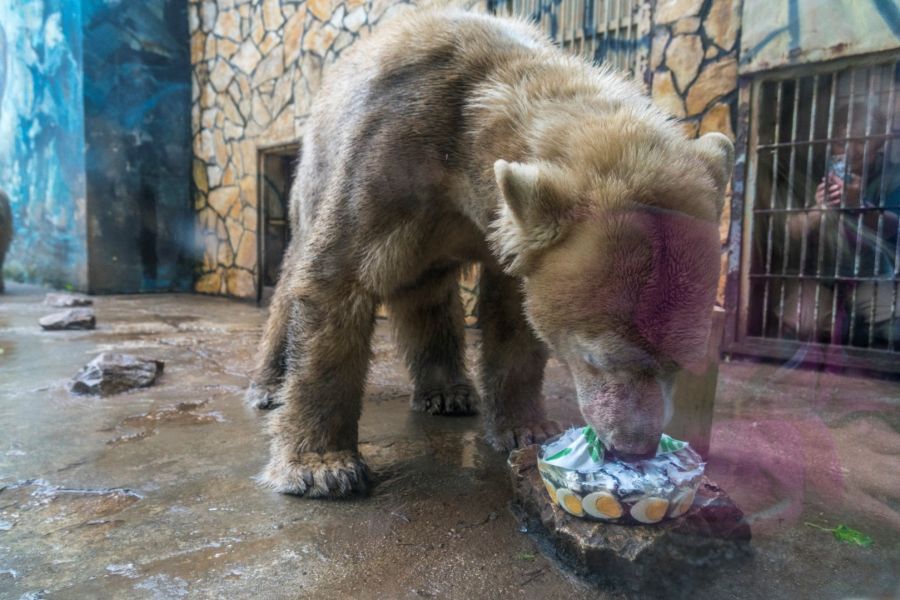 Nemzetközi Medve Nap a Nyíregyházi Állatparkban