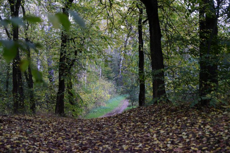 Őszi séta a Sóstói erdőben