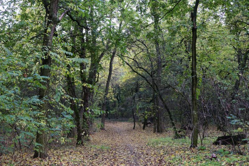 Őszi séta a Sóstói erdőben