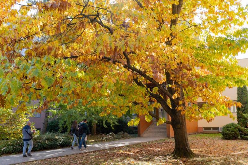 Őszi színek az egyetemen