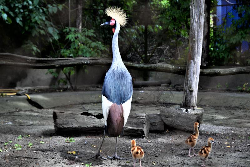 Szürkenyakú koronásdaru pár fiókáikkal a Nyíregyházi Állatparkban