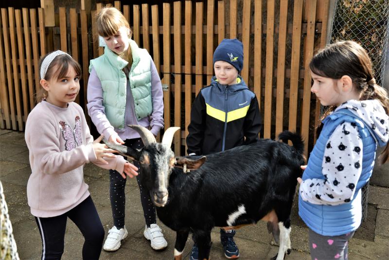 Tavaszi zsibongó Sóstóhegyen