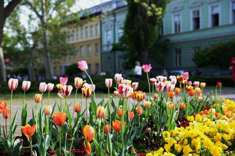 Városunk tavaszi virágai - válogatás fotóarchívumunkból