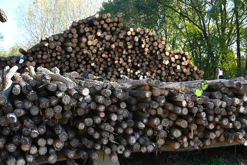 Végzős erdészeti technkiusok látogattak a Nyírerdő Zrt-hez