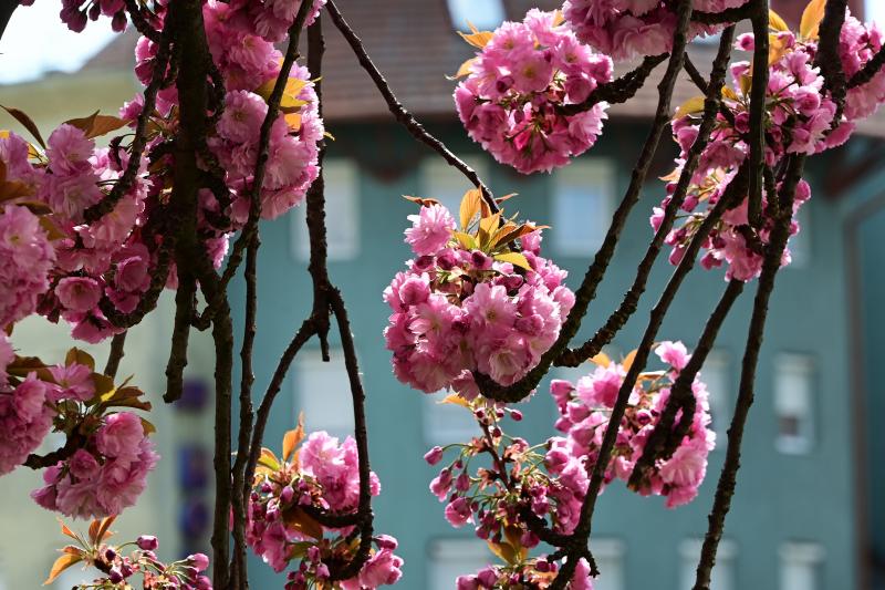 Virágba borultak a japán cseresznyefák