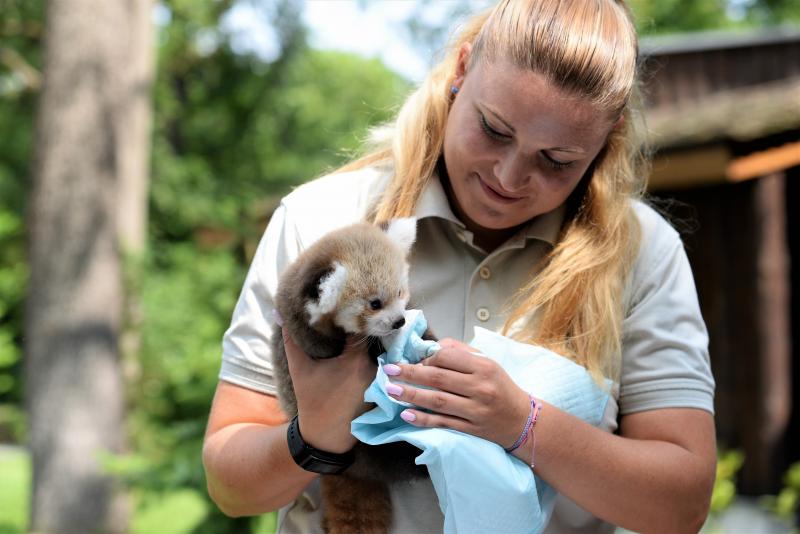 Vörös panda született Nyíregyházán