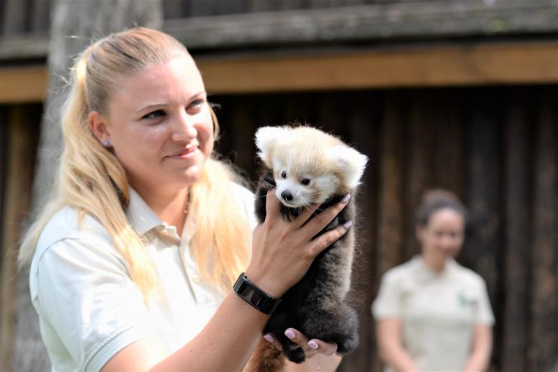 Vörös panda született Nyíregyházán