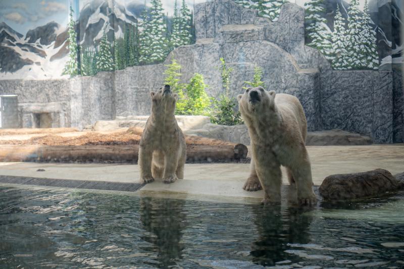ZooSuli 2024 a Nyíregyházi Állatparkban