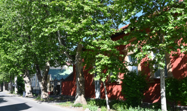 Városi fák: búcsú a nyárfáktól?                     