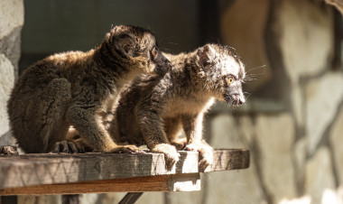 Újabb aranyos jövevények – Egészségesek a Nyíregyházi Állatkert sárgaszakállú maki ikrei