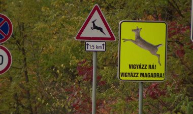 Vadveszély az utakon – Évente 400–500 vadelütés történik a vármegyében