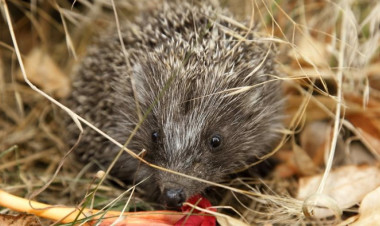 Indul a telelési időszak – Fokozottan figyeljünk a sünökre
